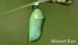 Danaus plexippus, monarch