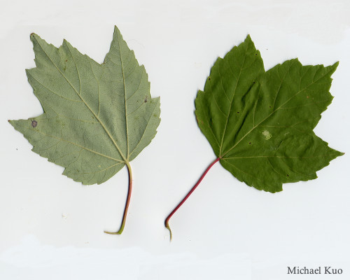 Acer rubrum