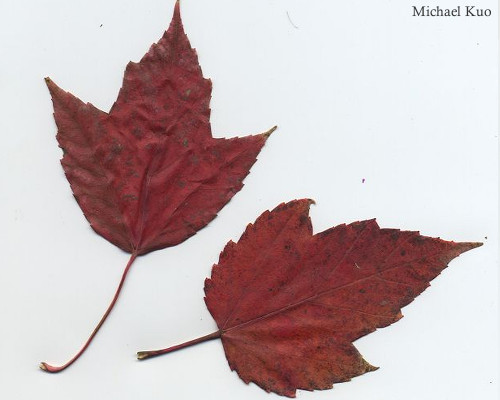 Acer rubrum