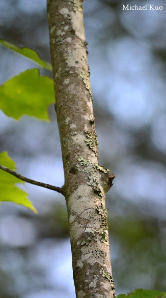 Acer rubrum