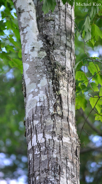 Acer rubrum