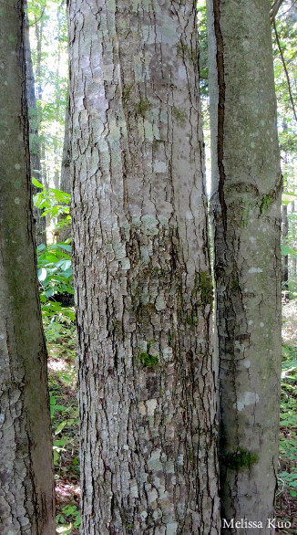 Acer rubrum