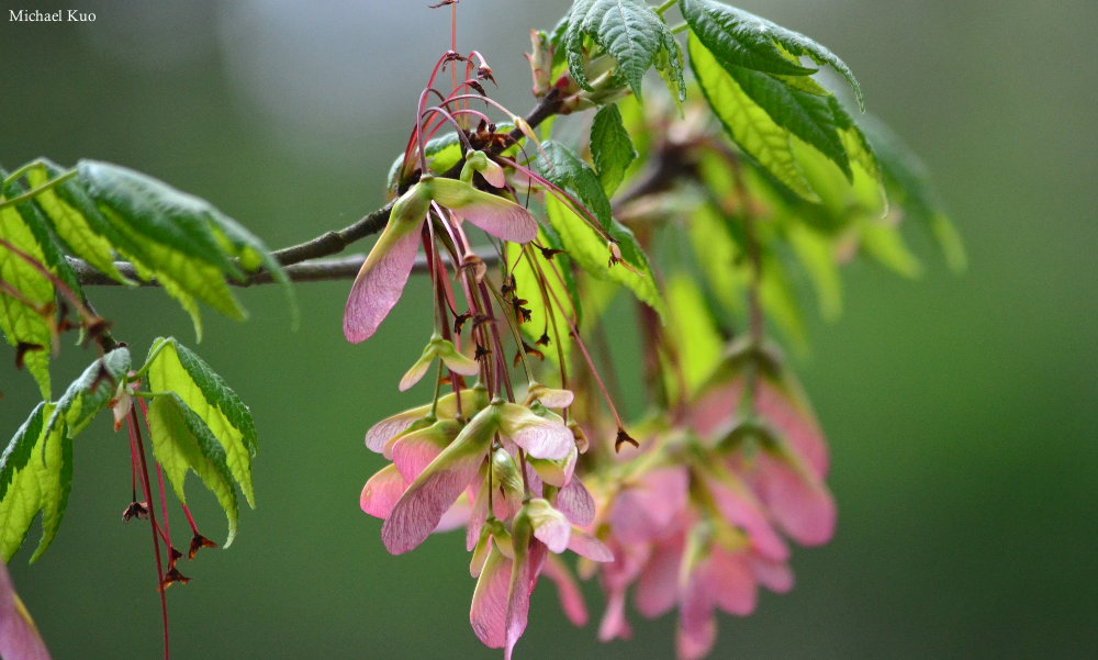 Acer rubrum