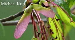 Acer rubrum, red maple