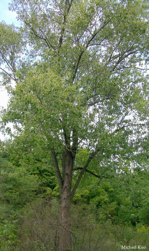 Acer saccharinum