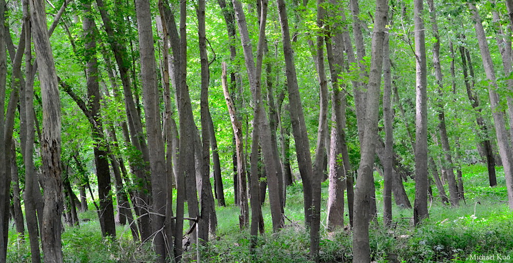 Acer saccharinum