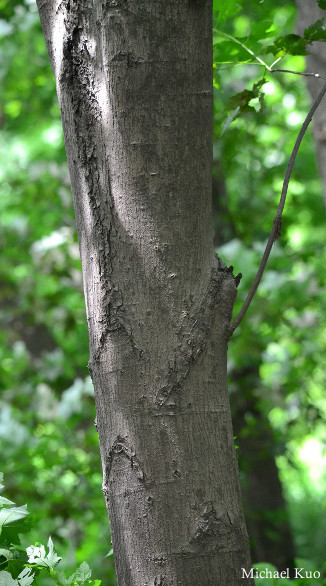 Acer saccharinum