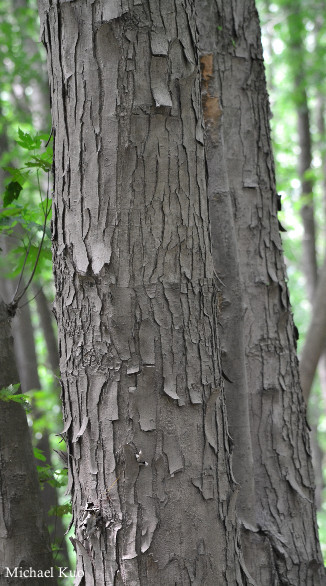 Acer saccharinum