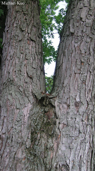 Acer saccharinum