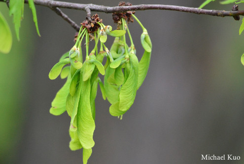 Acer saccharinum