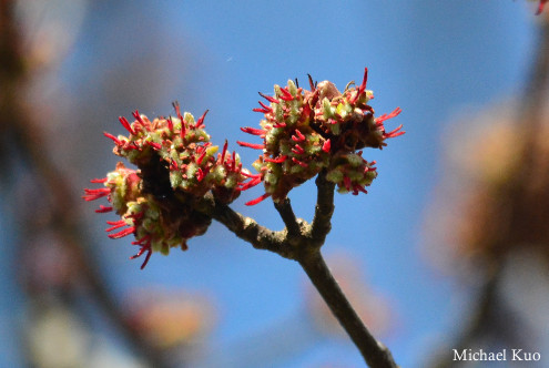 Acer saccharinum