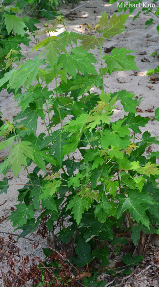 Acer saccharinum