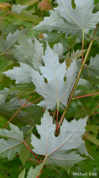 Acer saccharinum