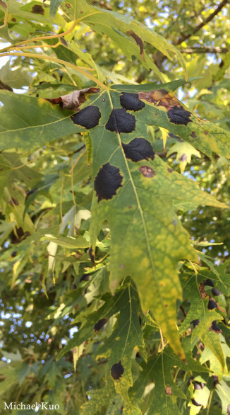 Acer saccharinum