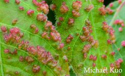 Aculops rhois, poison ivy gall mite