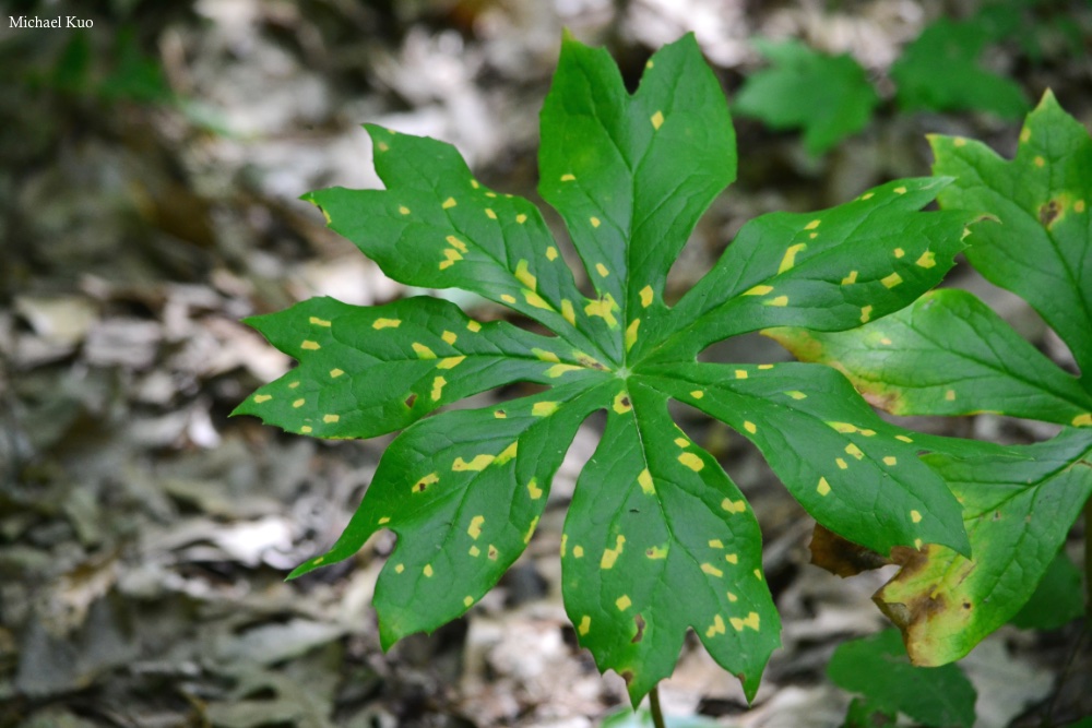 Allodus podophylli