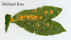 Allodus podophylli, mayapple rust