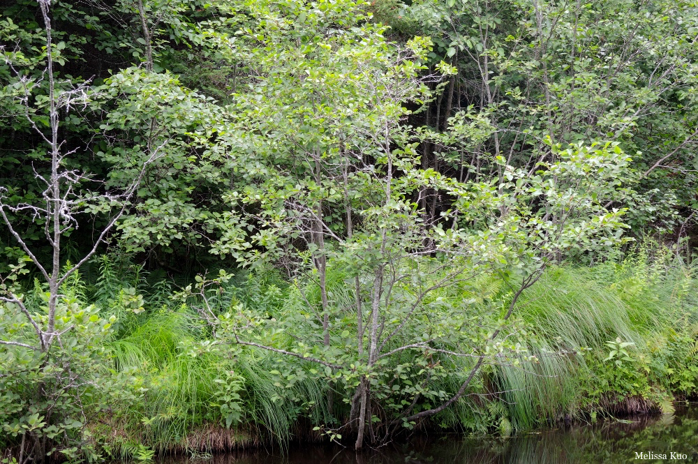 Alnus incana rugosa