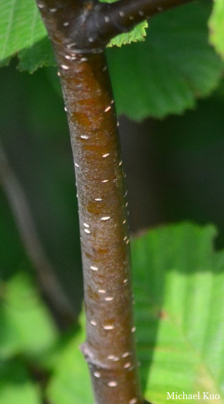 Alnus incana rugosa