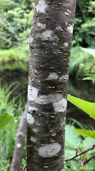 Alnus incana rugosa