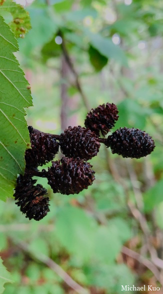 Alnus incana rugosa