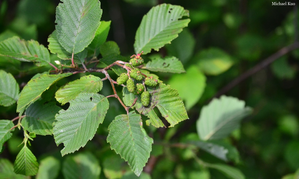 Alnus incana rugosa