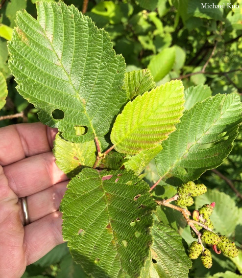 Alnus incana rugosa