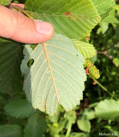 Alnus incana rugosa