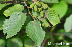 Alnus incana rugosa