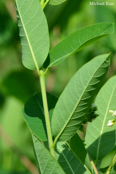 Apocynum cannabinum