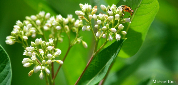 Apocynum cannabinum