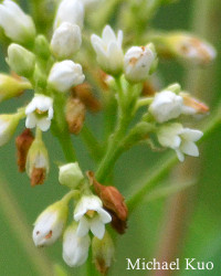 Apocynum cannabinum