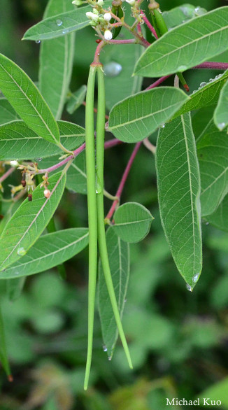 Apocynum cannabinum