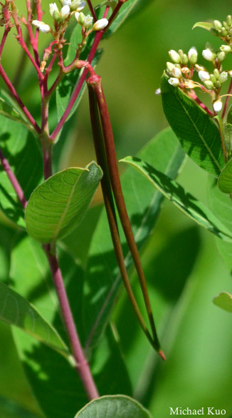 Apocynum cannabinum