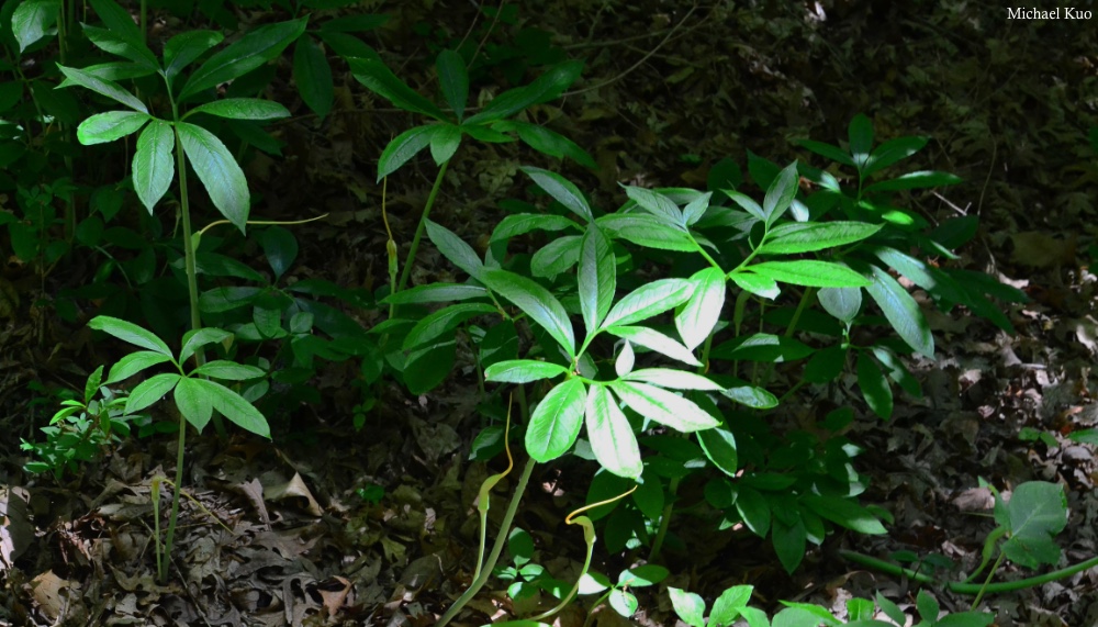 Arisaema dracontium