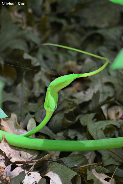 Arisaema dracontium