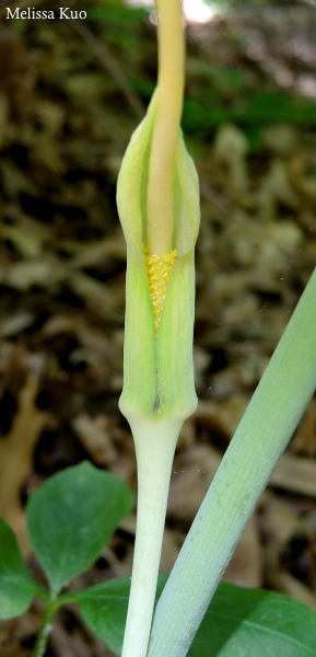 Arisaema dracontium