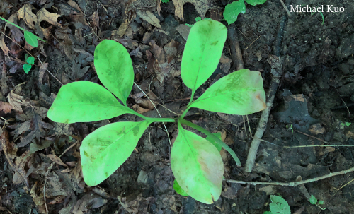 Arisaema dracontium