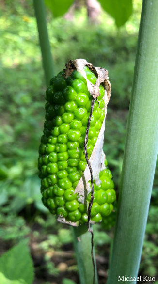 Arisaema dracontium