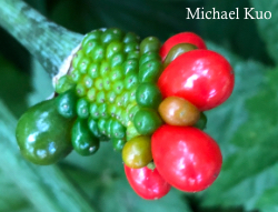 Arisaema dracontium, green dragon