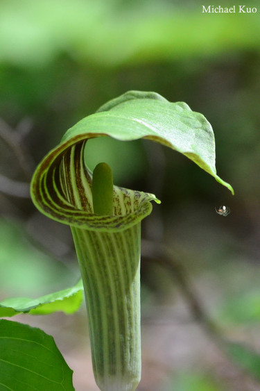 Arisaema triphyllum