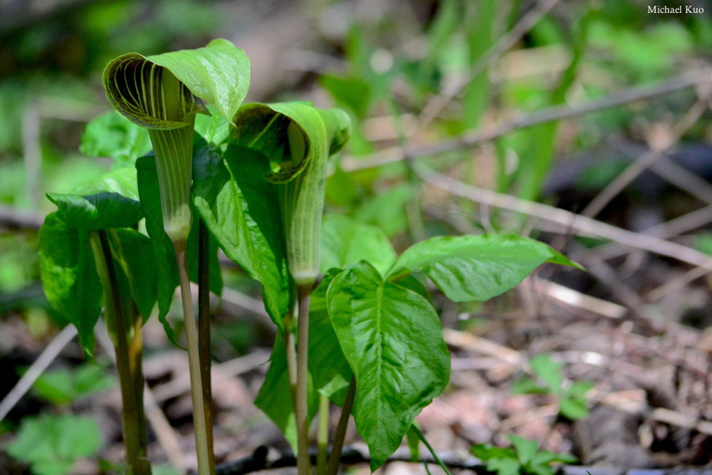 Arisaema triphyllum