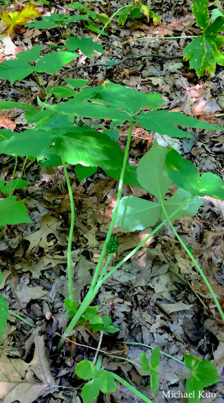 Arisaema triphyllum