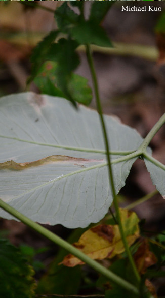 Arisaema triphyllum