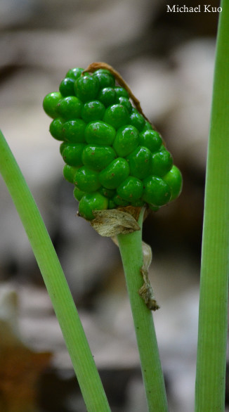 Arisaema triphyllum