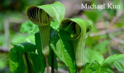 Arisaema triphyllum, Jack-in-the-pulpit