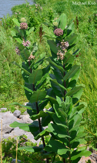 Asclepias syriaca