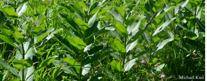 Asclepias syriaca