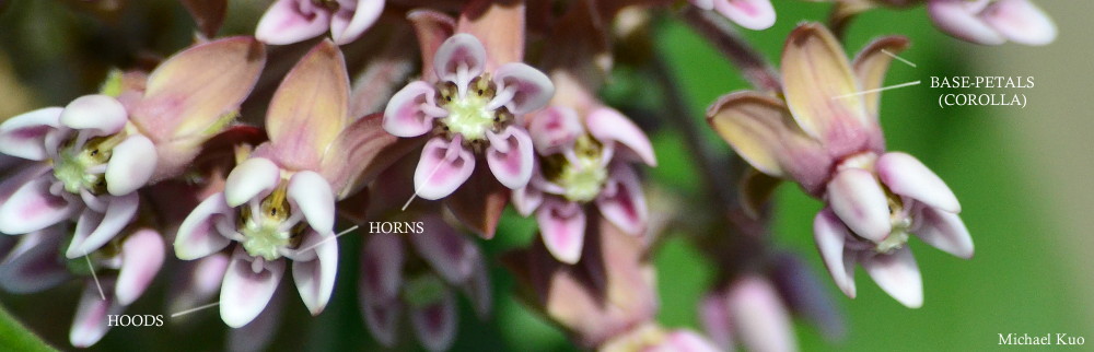 Asclepias syriaca