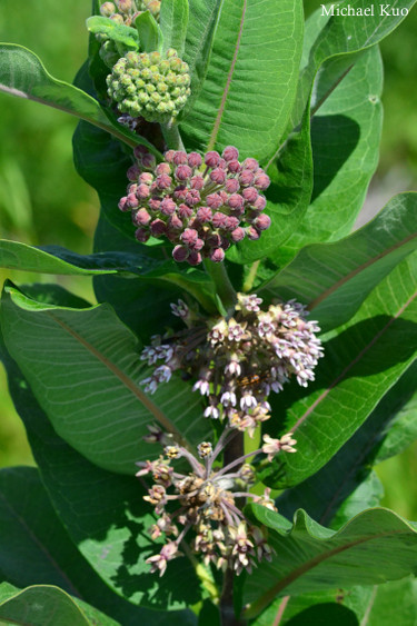 Asclepias syriaca